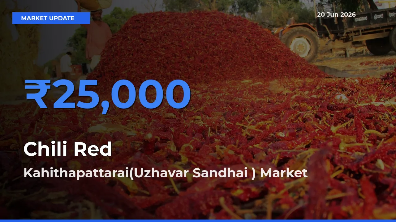 Kahithapattarai(Uzhavar Sandhai ) Emerges as Top Mandi for Chili Red Prices Today