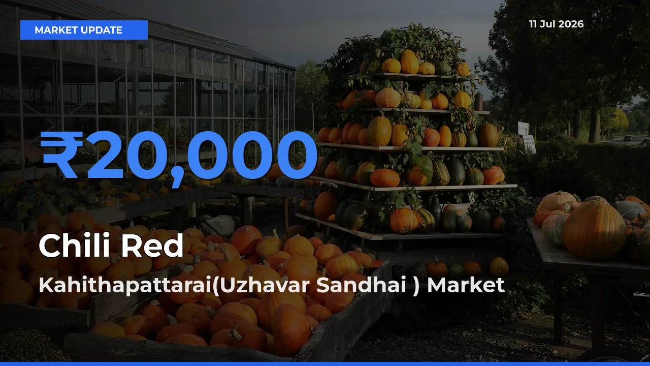 Kahithapattarai(Uzhavar Sandhai ) Leads as Top Mandi for Chili Red Prices