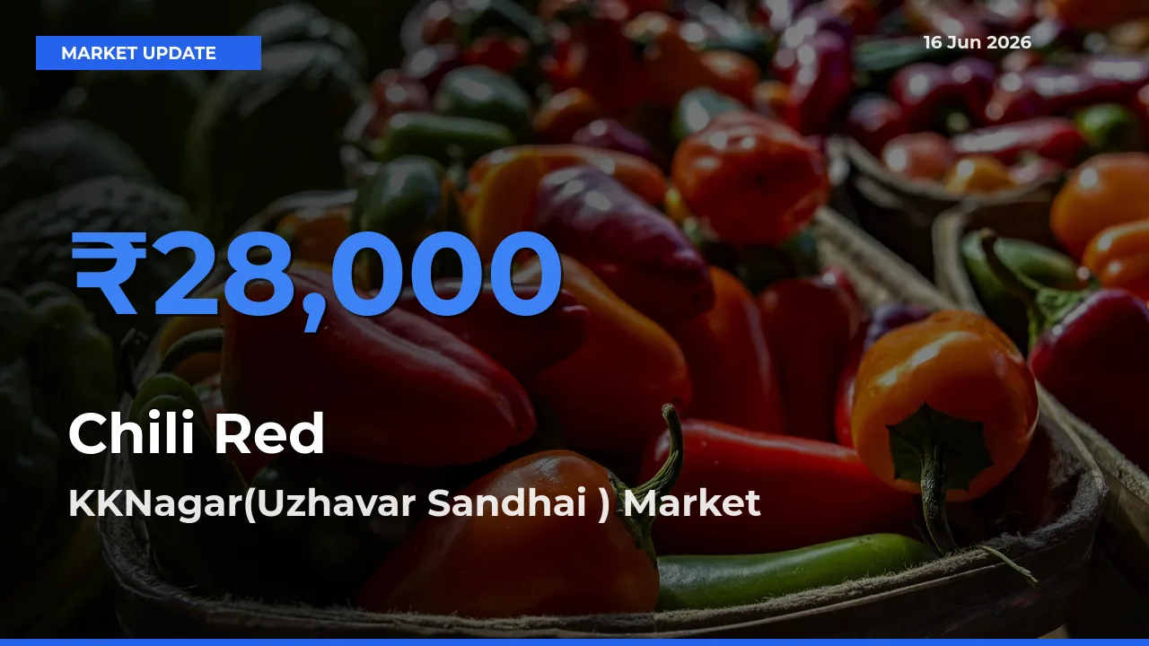KKNagar(Uzhavar Sandhai ) Offers ₹28,000 – Highest Chili Red Rate Today