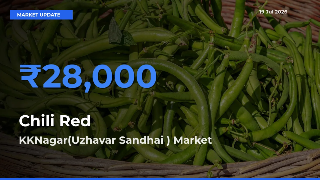 Market Watch: KKNagar(Uzhavar Sandhai ) Becomes Top Mandi for Chili Red