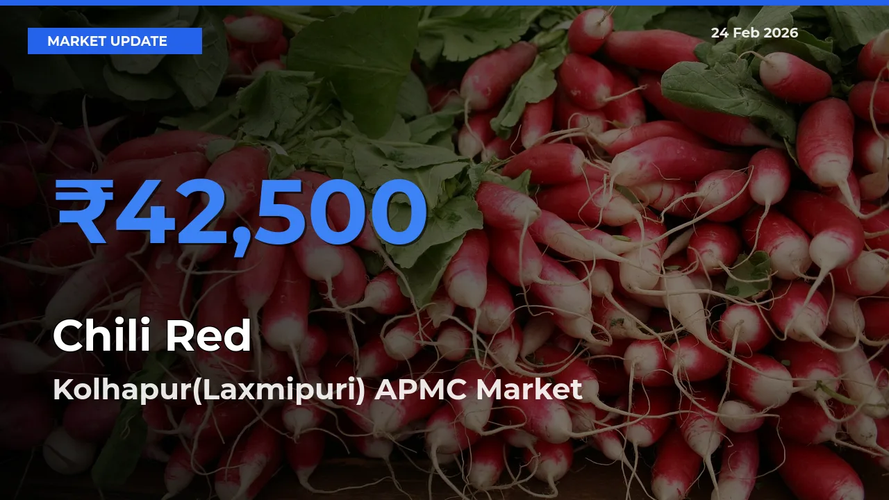 Kolhapur(Laxmipuri) APMC Emerges as Top Mandi for Chili Red Prices Today