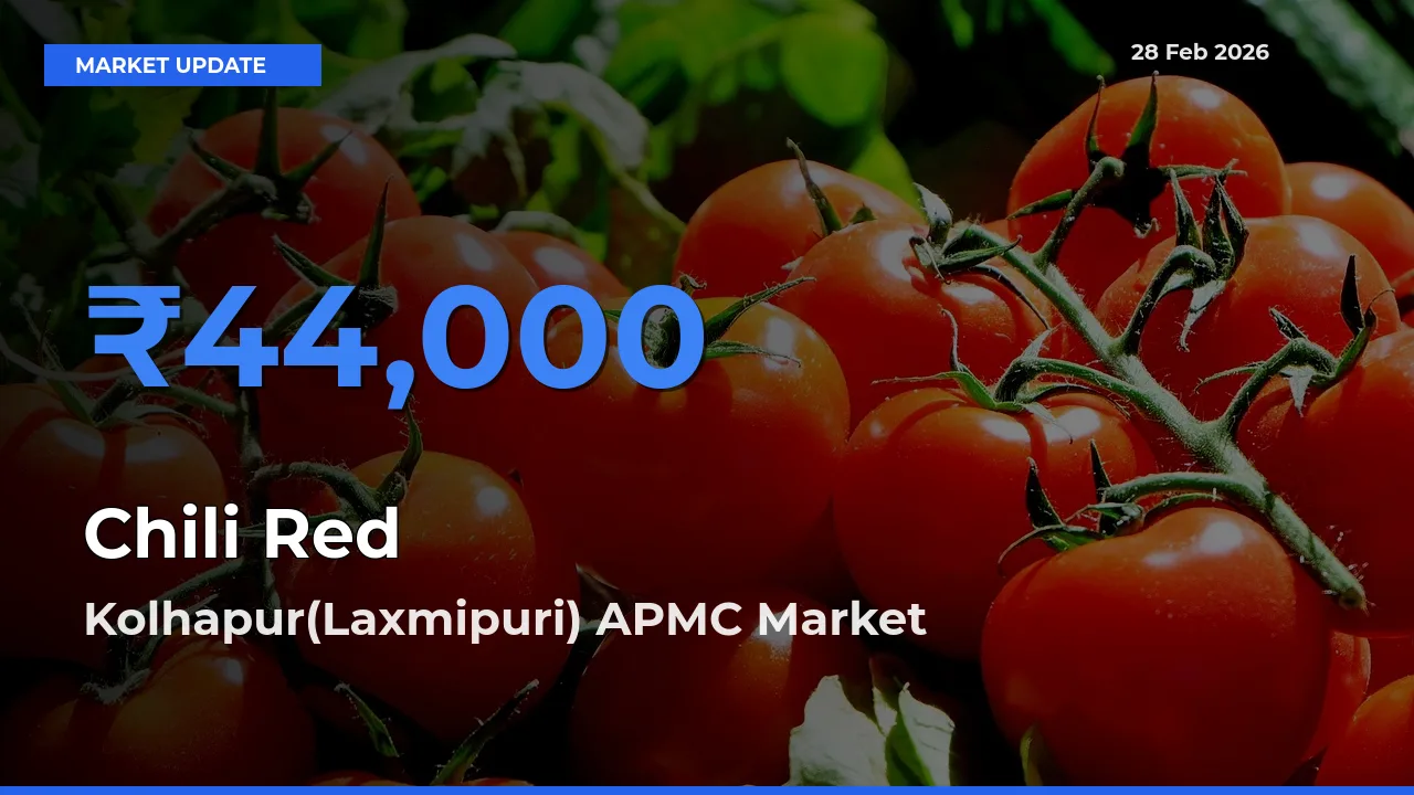 Farmers Prefer Kolhapur(Laxmipuri) APMC as Chili Red Hits Highest Rate