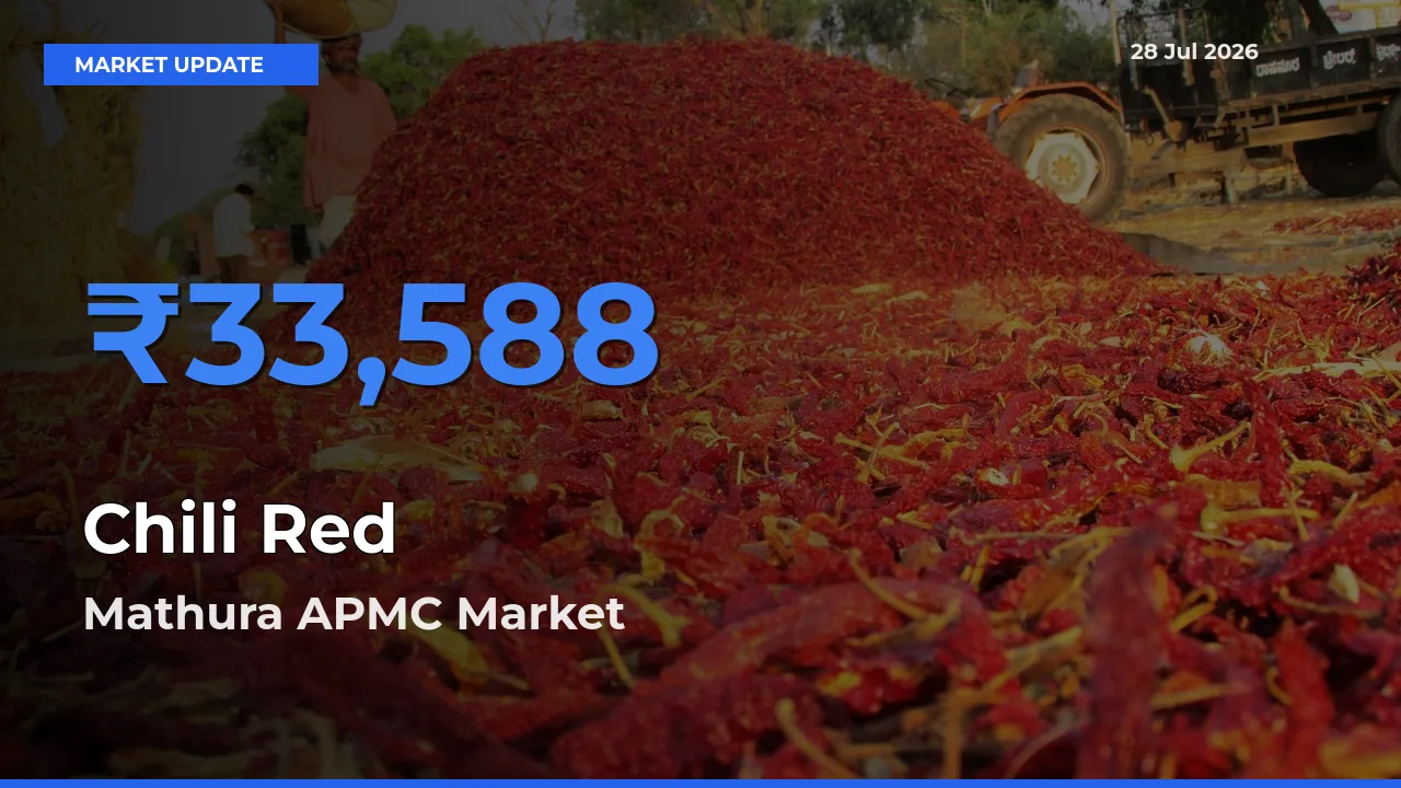 Mathura APMC, Uttar Pradesh Emerges as Top Mandi for Chili Red Prices Today