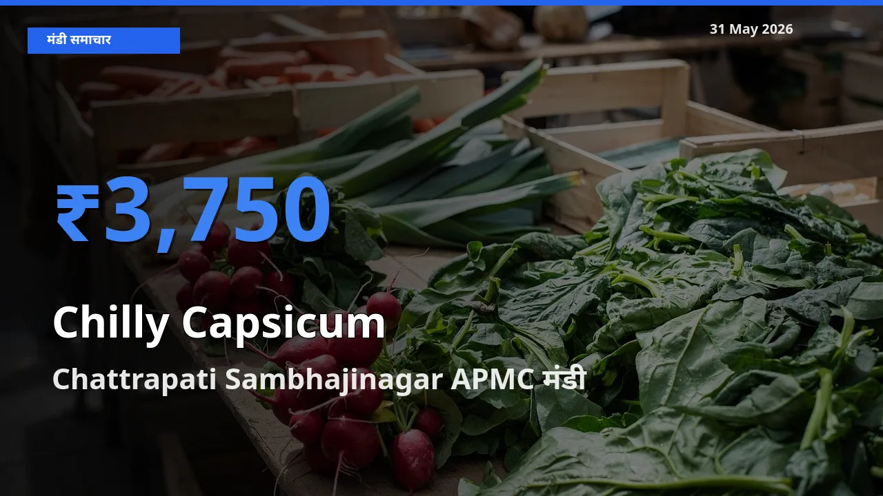 टॉप मंडी बना Chattrapati Sambhajinagar APMC! हरी शिमला मिर्च के सबसे ऊँचे दाम यहीं दर्ज