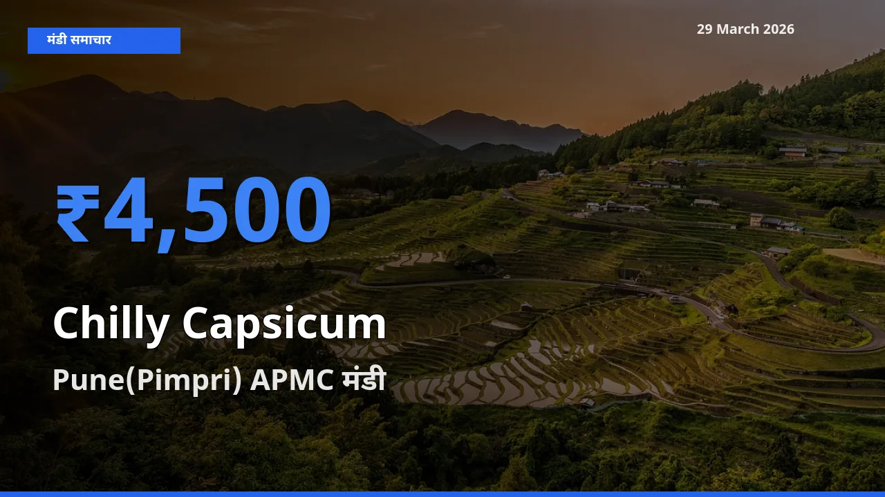 Pune(Pimpri) APMC मंडी में हरी शिमला मिर्च ₹4,500 पर पहुँचा – आज का सर्वोच्च भाव
