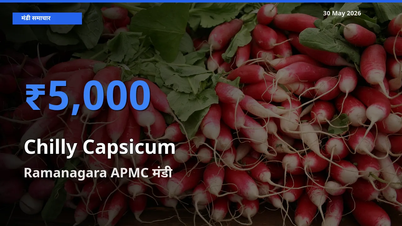 Ramanagara APMC मंडी में हरी शिमला मिर्च ₹5,000 पर पहुँचा – आज का सर्वोच्च भाव