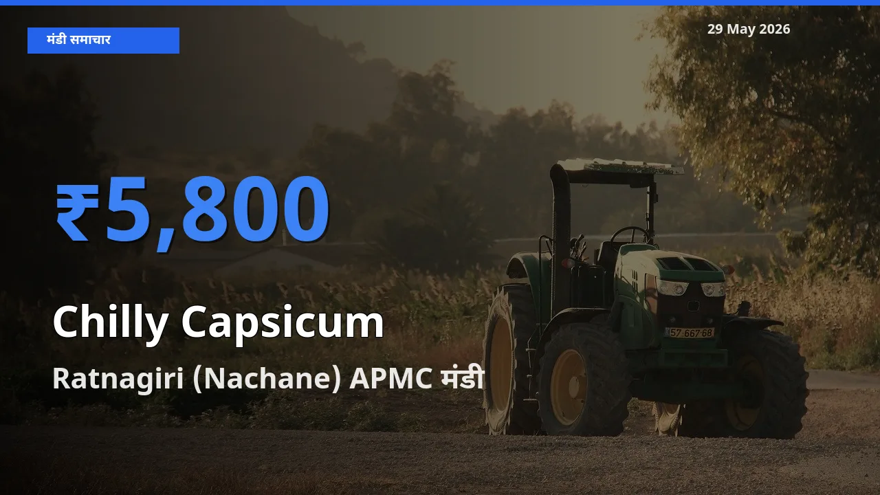 आज हरी शिमला मिर्च के सबसे ज़्यादा दाम Ratnagiri (Nachane) APMC मंडी में दर्ज