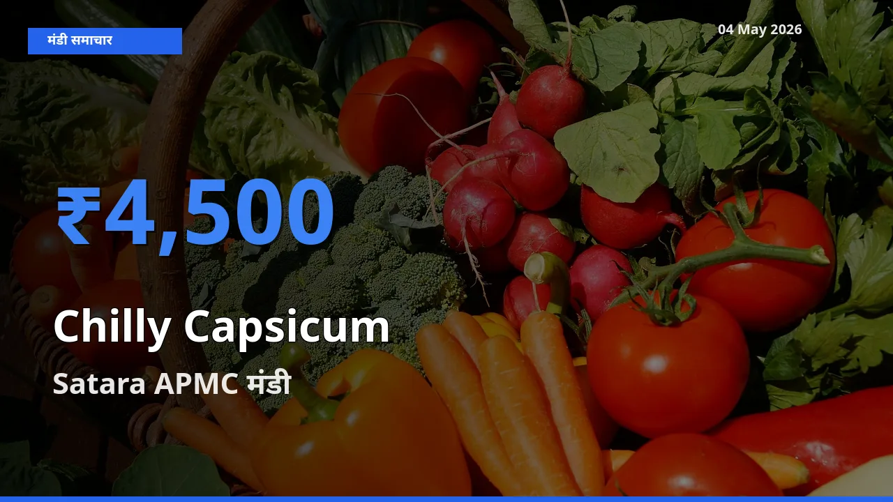 Satara APMC मंडी में हरी शिमला मिर्च ₹4,500 पर पहुँचा – आज का सर्वोच्च भाव