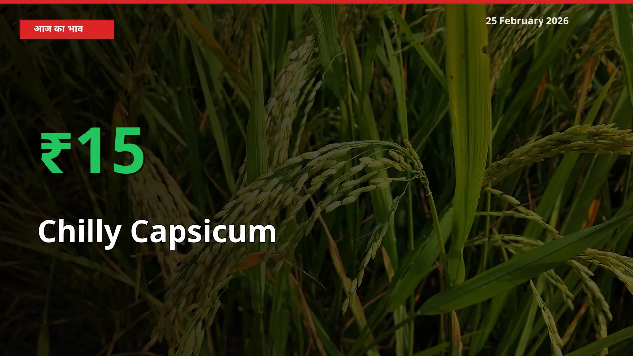 25 February अपडेट: Chilly Capsicum के दाम मंडी में 15.36% उछले