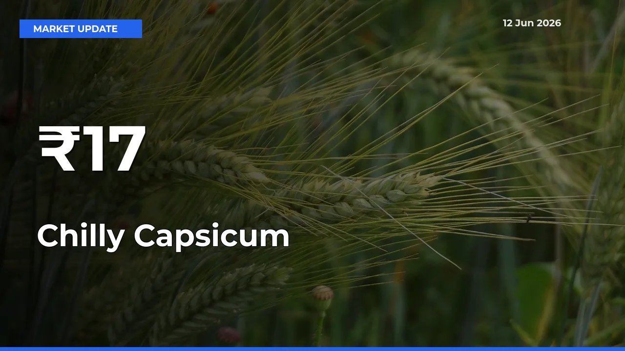 Chilly Capsicum Trend Strengthens Across Major Mandis