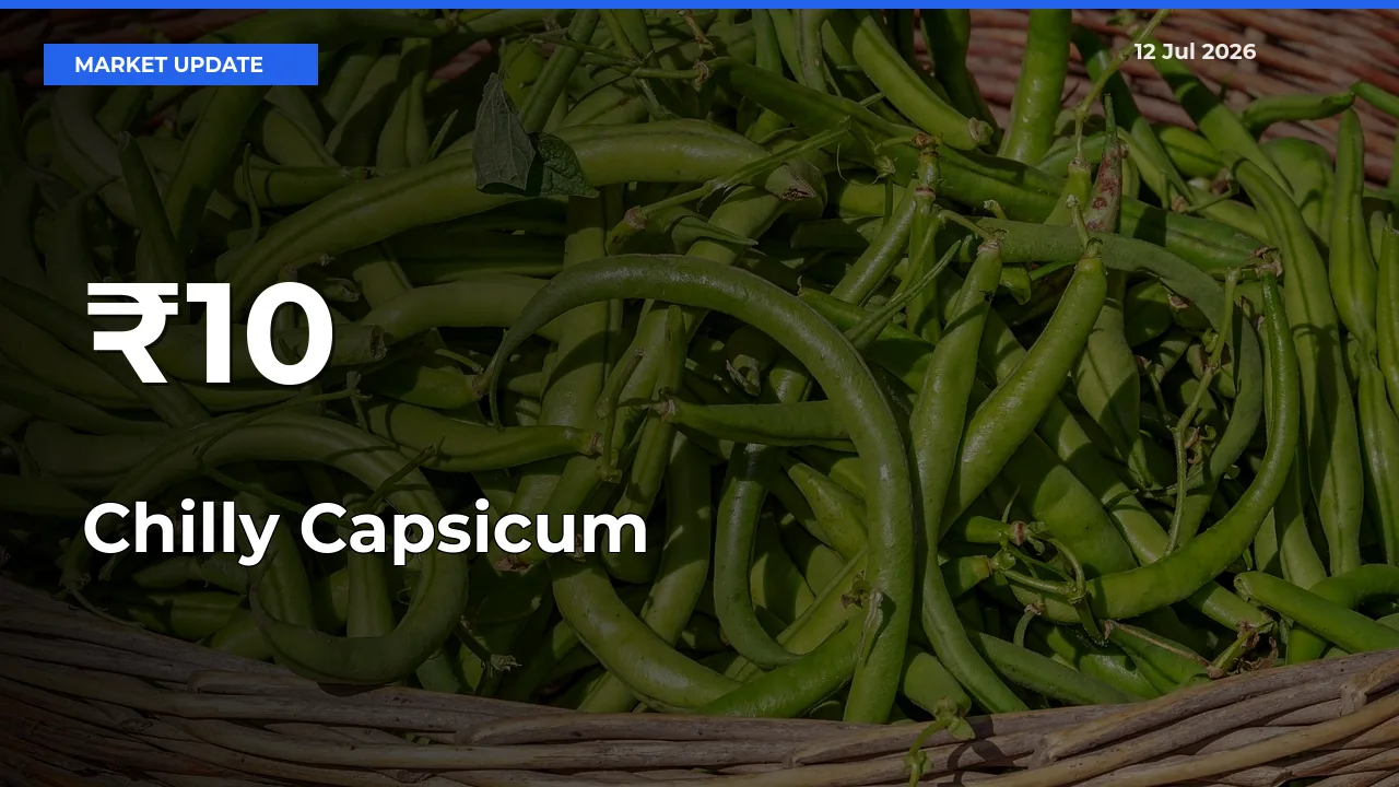 Chilly Capsicum Trend Strengthens Across Major Mandis
