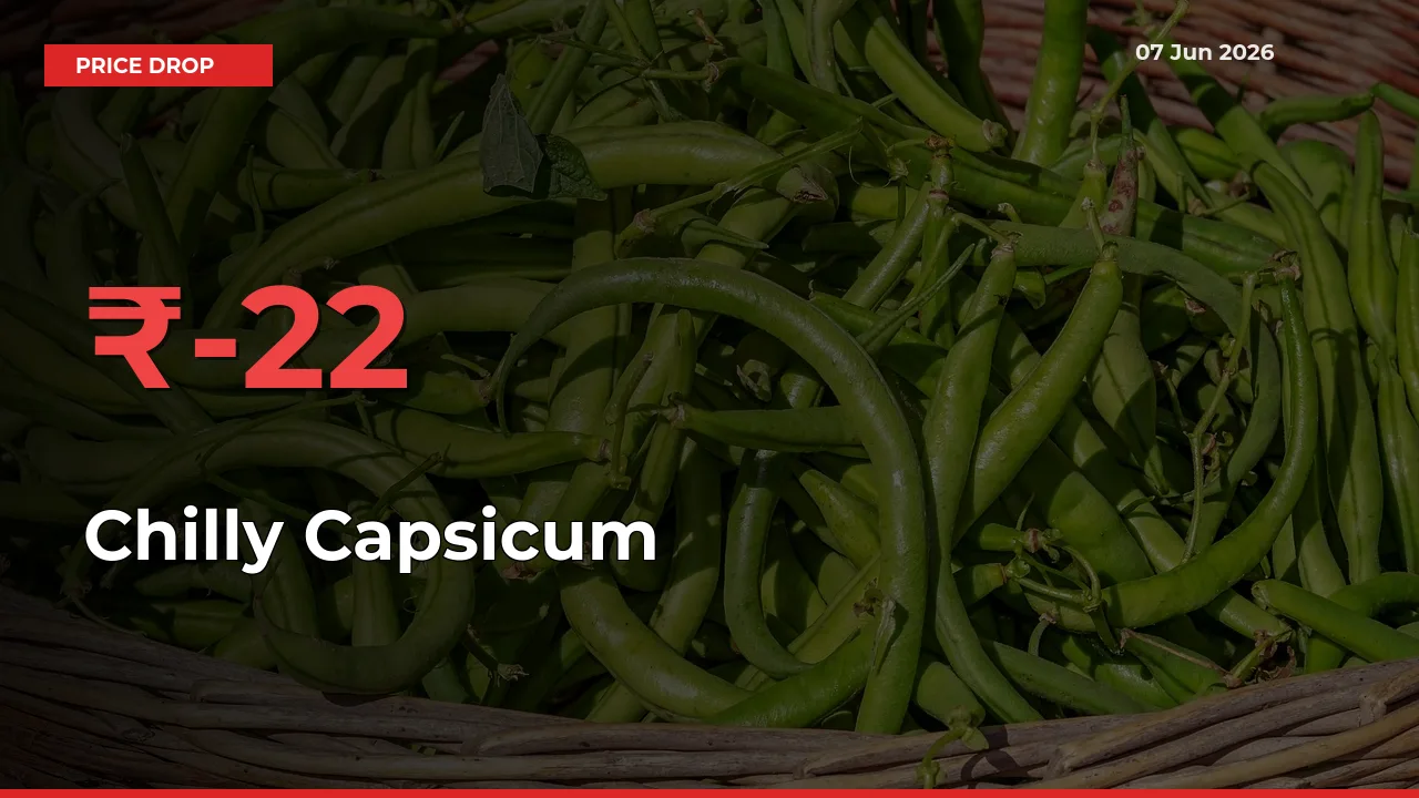 22.08% Drop in Chilly Capsicum Prices – Mandi Sees Sudden Fall