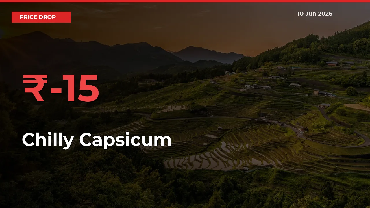 Chilly Capsicum Prices Drop 15.01% in 24 Hours at Major Mandis