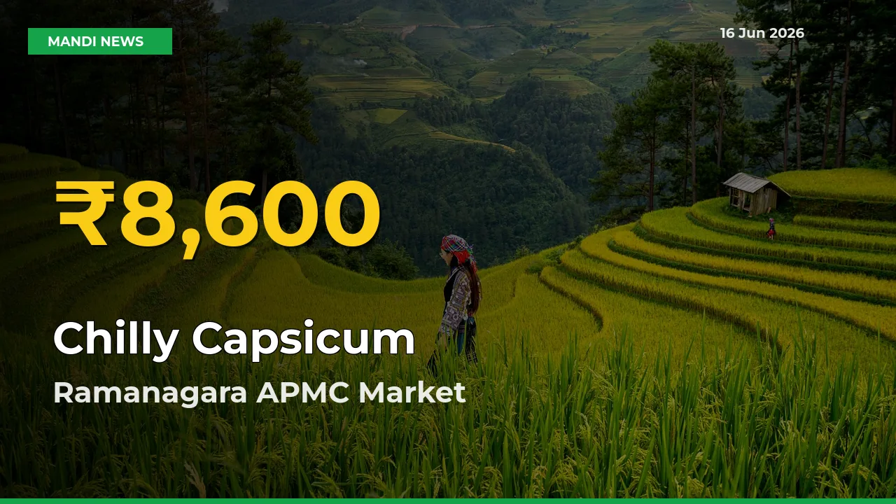 Chilly Capsicum Hits Fresh High in Ramanagara APMC Today