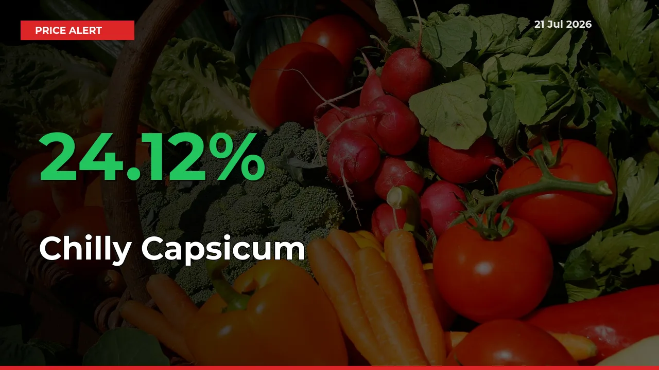 Chilly Capsicum Prices Rise 24.12% in a Day at Major Mandis