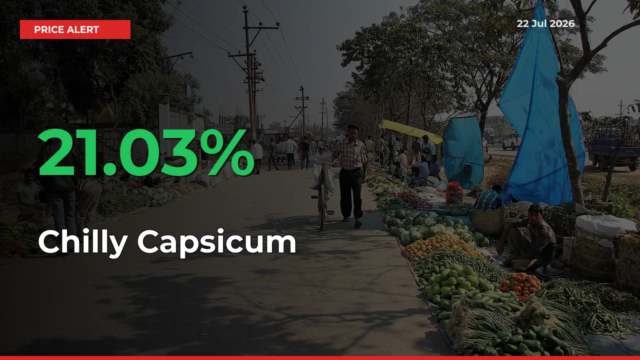 Farmers Cheer as Chilly Capsicum Prices Surge 21.03% in Local Mandis