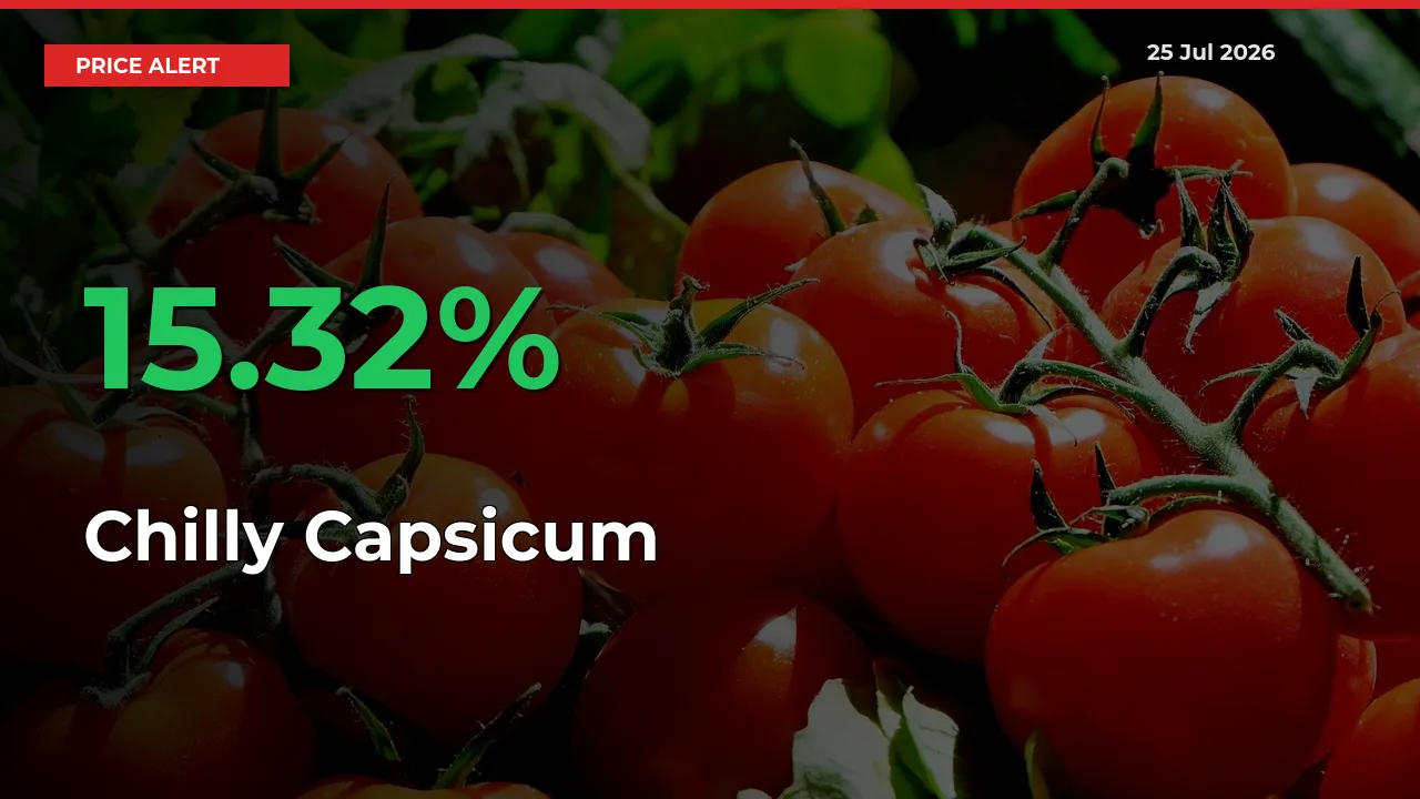 Chilly Capsicum Prices Rise 15.32% in a Day at Major Mandis