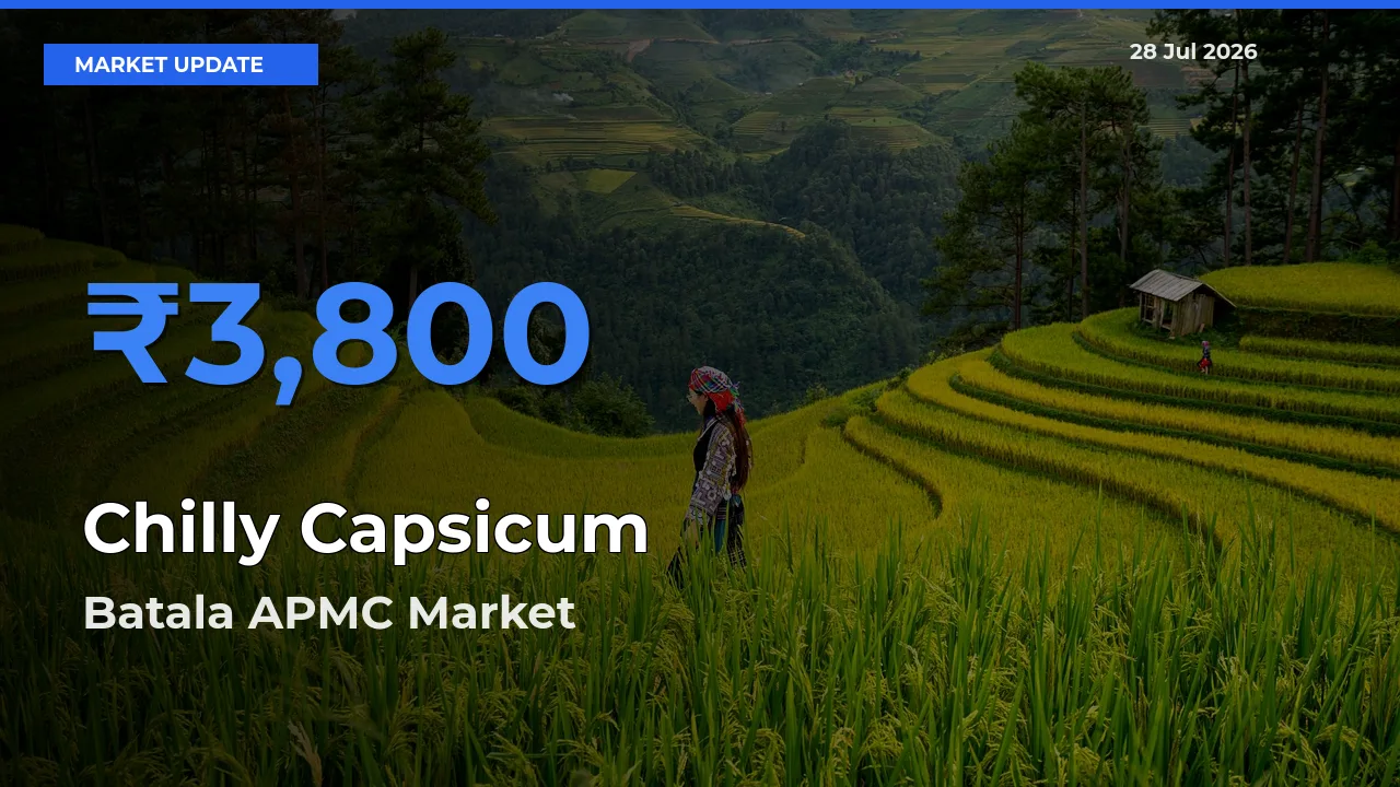 Batala APMC, Gurdaspur, Punjab Records Highest ₹3,800 Rate for Chilly Capsicum