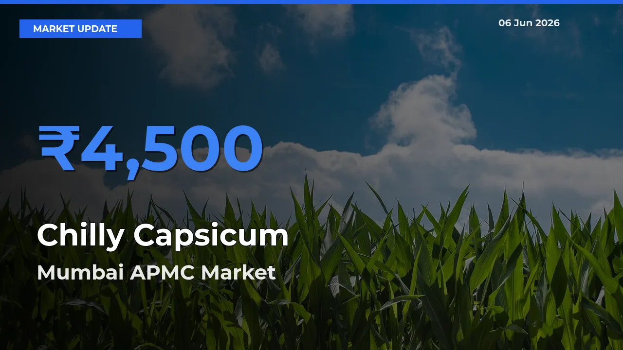 Mumbai APMC Tops Chilly Capsicum Mandi Rates Today