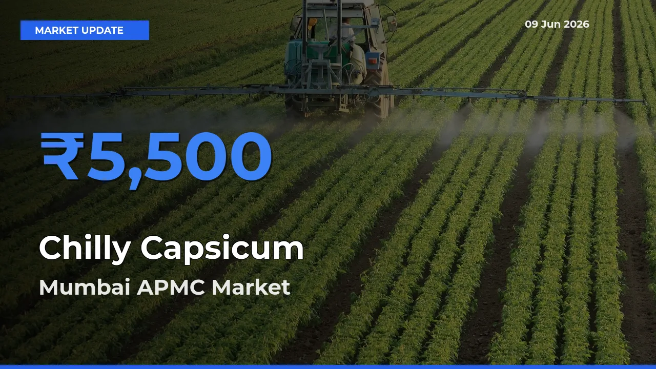 Mumbai APMC Tops Chilly Capsicum Mandi Rates Today
