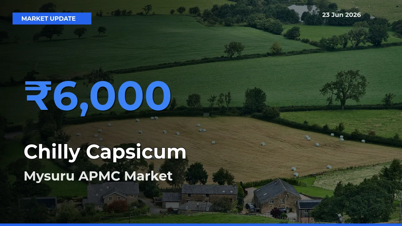 Mysuru APMC Records Highest ₹6,000 Rate for Chilly Capsicum
