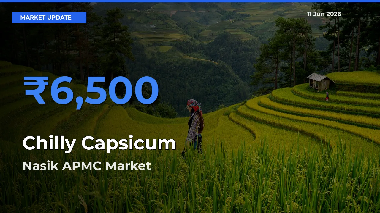 Nasik APMC Emerges as Top Mandi for Chilly Capsicum Prices Today