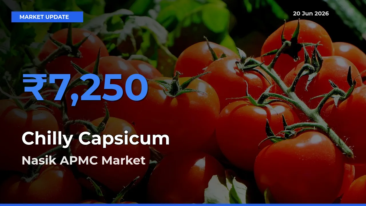 Farmers Prefer Nasik APMC as Chilly Capsicum Hits Highest Rate