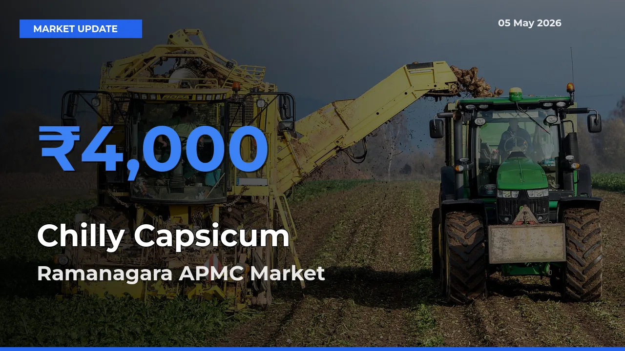 Ramanagara APMC Tops Chilly Capsicum Mandi Rates Today