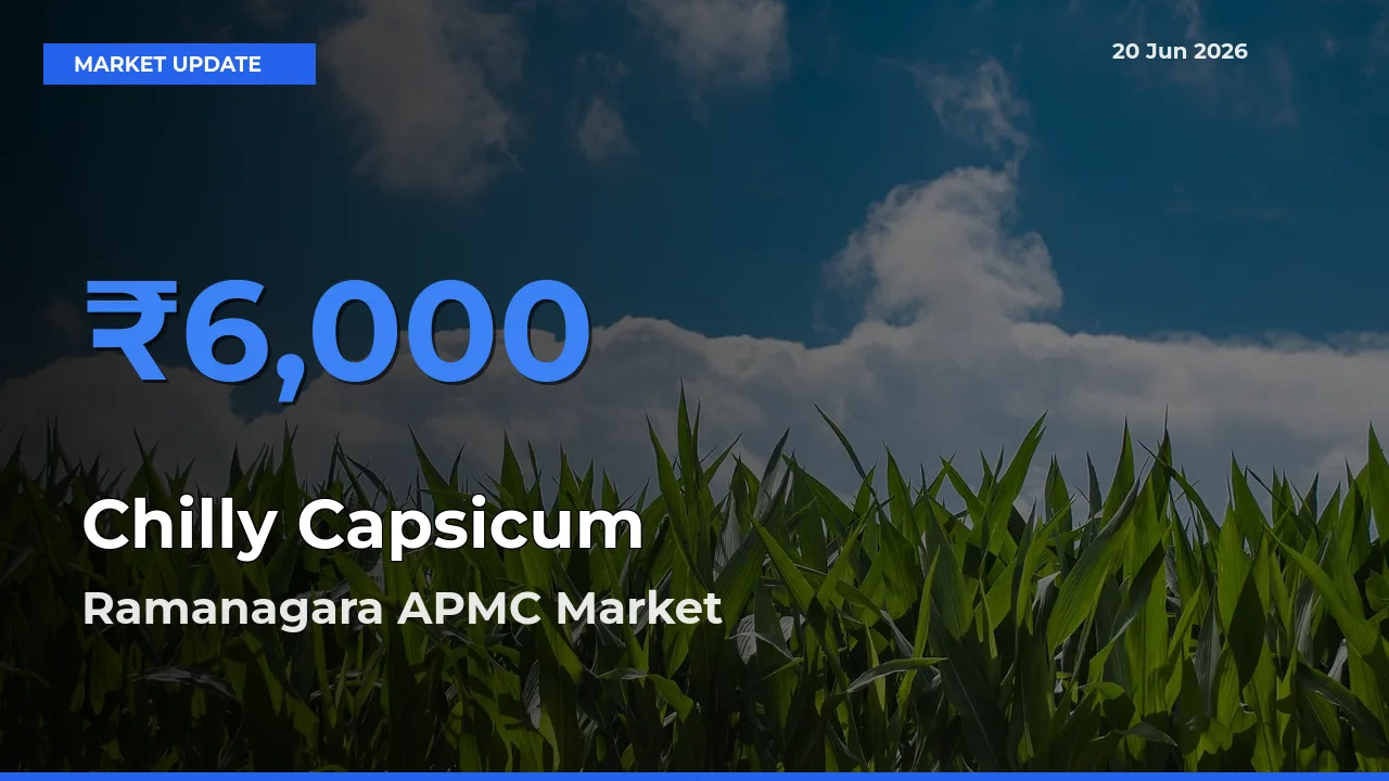 Chilly Capsicum Mandi Rate Today: Ramanagara APMC Tops the List