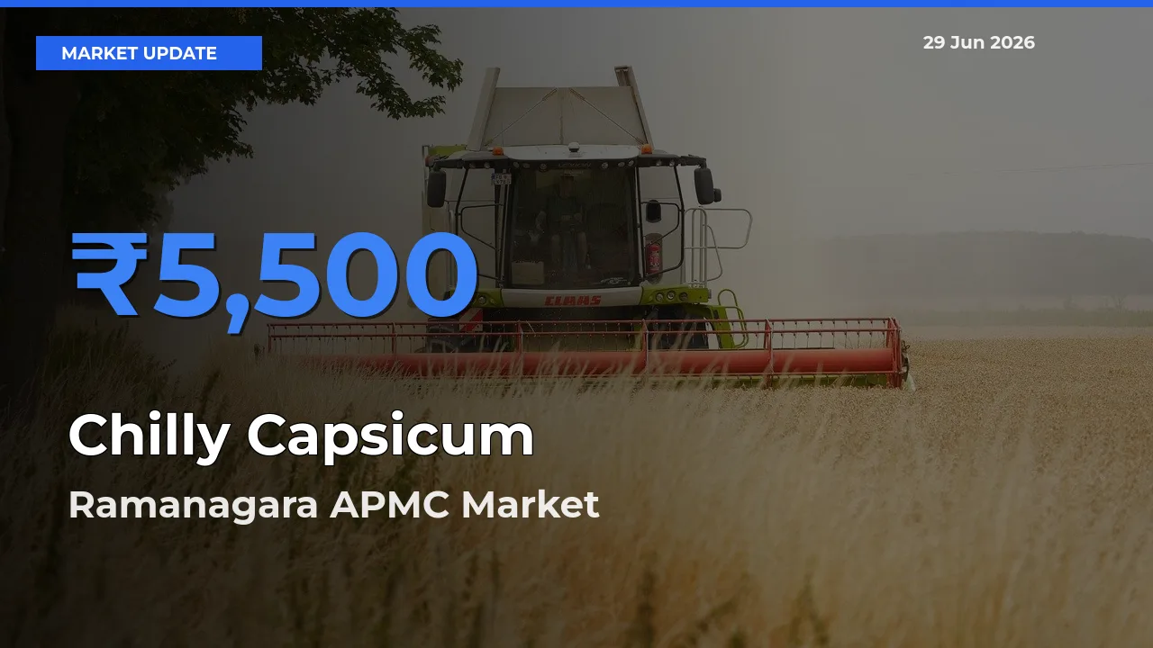Ramanagara APMC Tops Chilly Capsicum Rates – June 29 Market Update