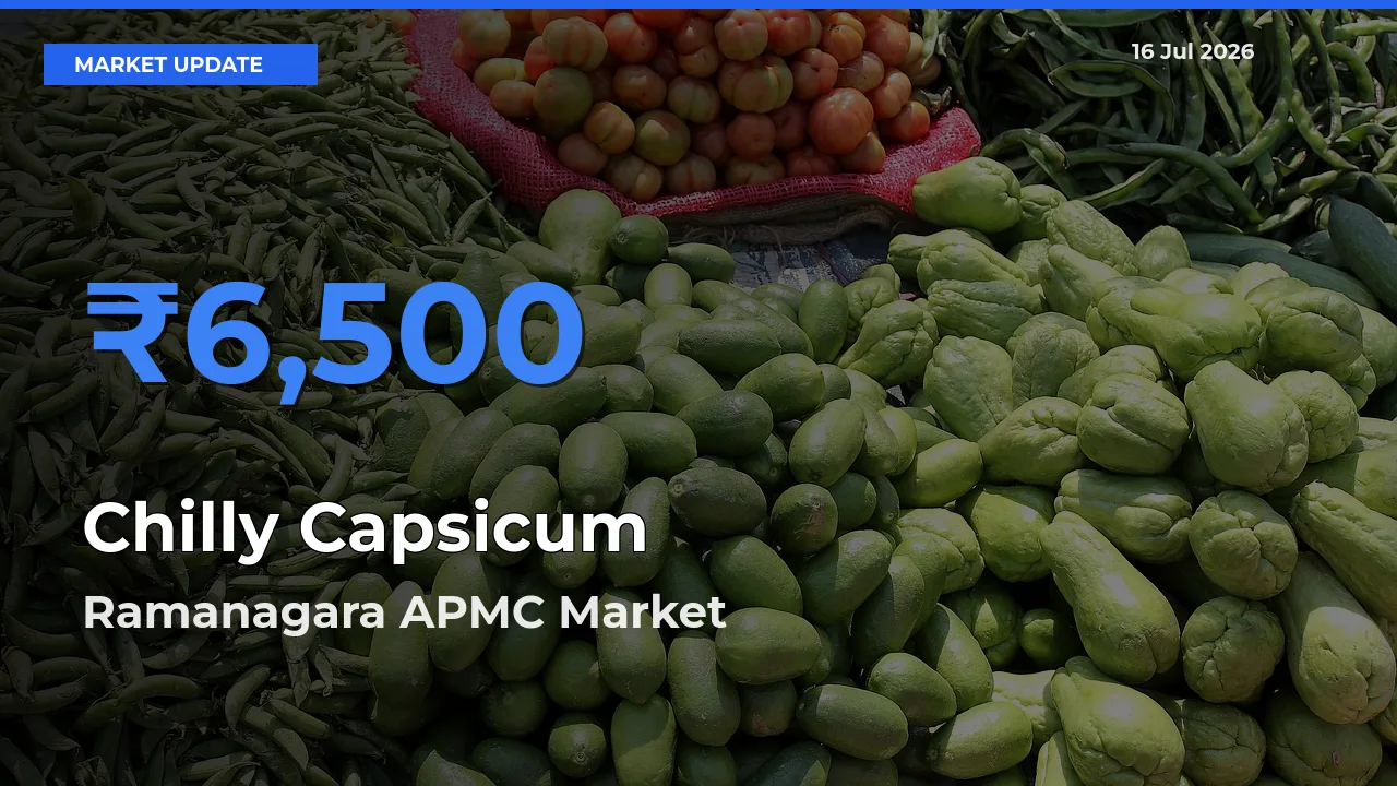 Chilly Capsicum Mandi Rate Today: Ramanagara APMC Tops the List
