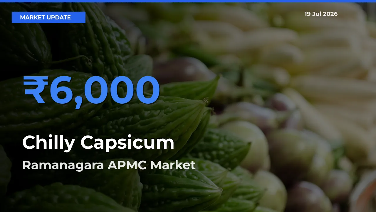 Ramanagara APMC Offers ₹6,000 – Highest Chilly Capsicum Rate Today
