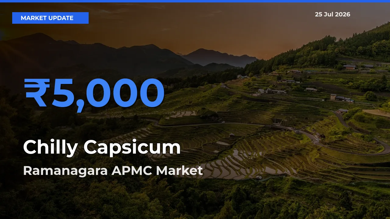 Top Performer! Ramanagara APMC Offers Best Chilly Capsicum Price Today