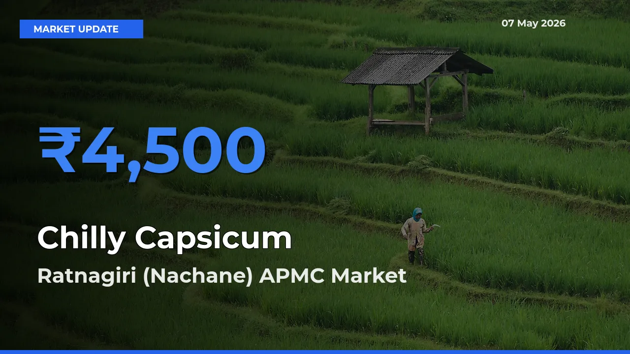 Top Performer! Ratnagiri (Nachane) APMC Offers Best Chilly Capsicum Price Today