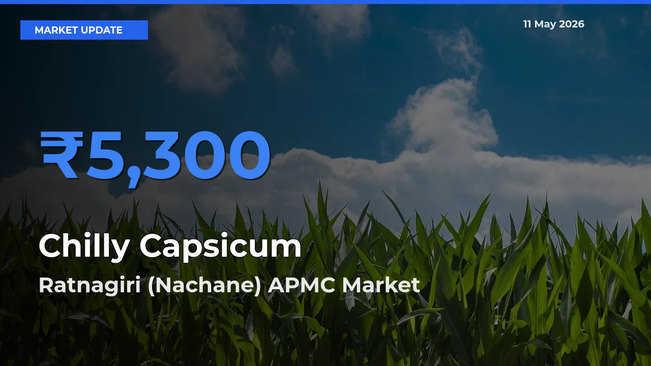 Market Watch: Ratnagiri (Nachane) APMC Becomes Top Mandi for Chilly Capsicum