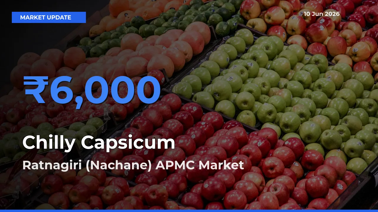 Top Performer! Ratnagiri (Nachane) APMC Offers Best Chilly Capsicum Price Today