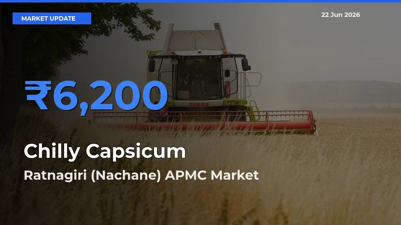 Ratnagiri (Nachane) APMC Offers ₹6,200 – Highest Chilly Capsicum Rate Today