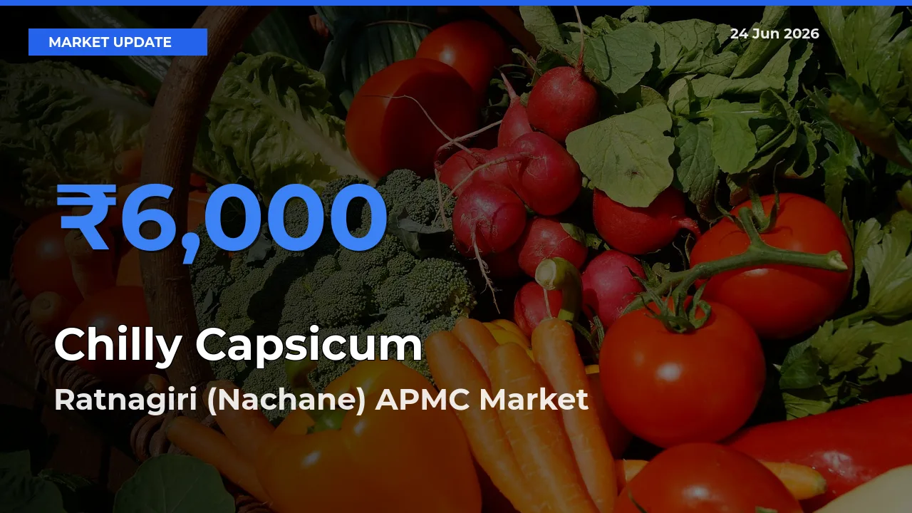 Market Watch: Ratnagiri (Nachane) APMC Becomes Top Mandi for Chilly Capsicum