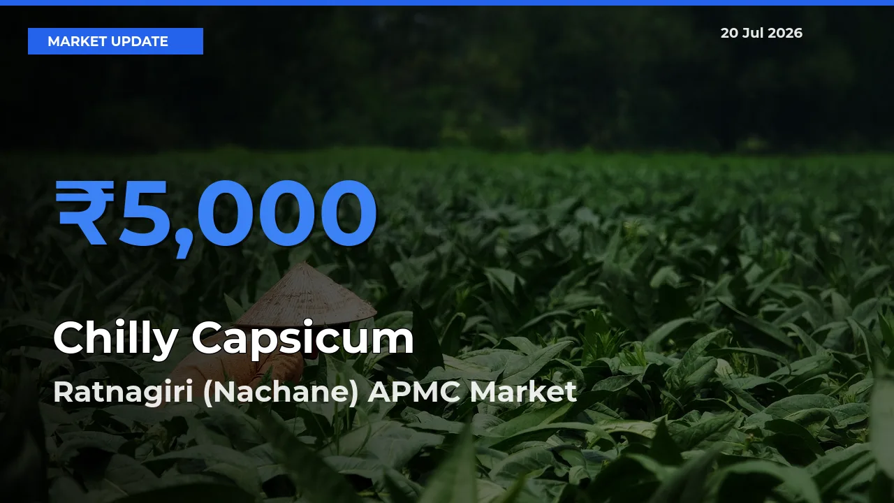 Ratnagiri (Nachane) APMC Offers ₹5,000 – Highest Chilly Capsicum Rate Today