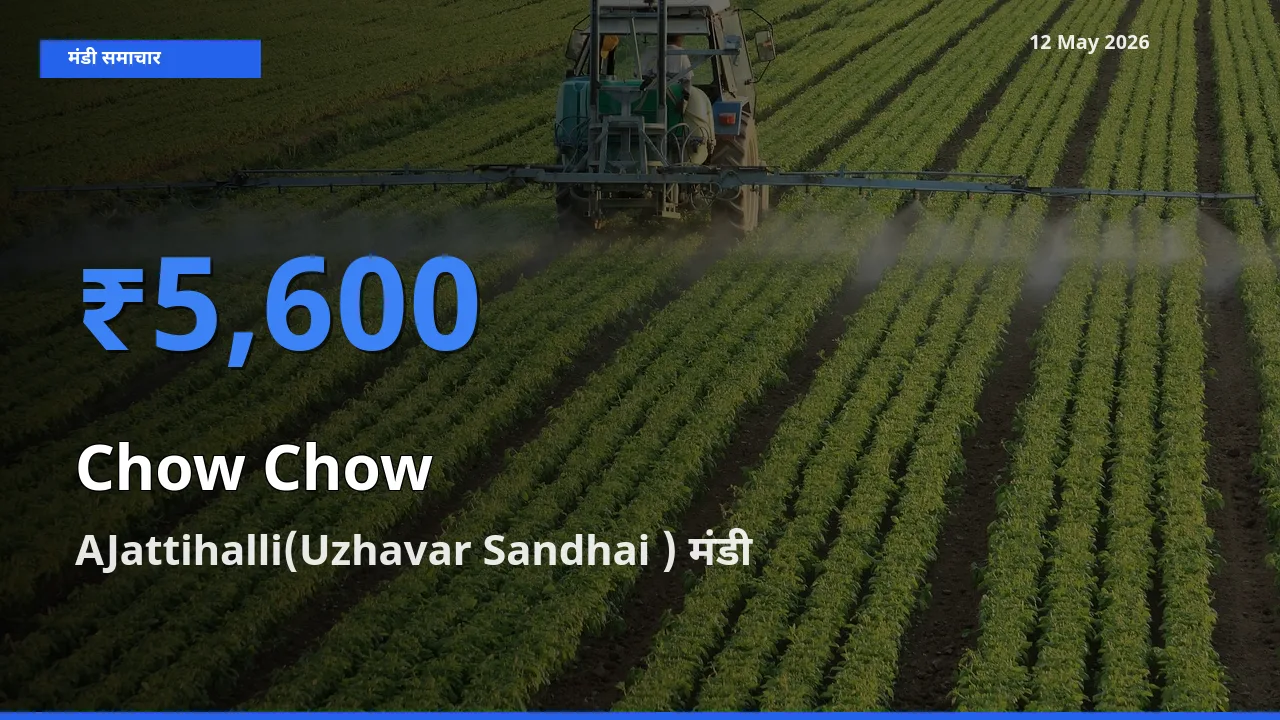 टॉप मंडी बना AJattihalli(Uzhavar Sandhai )! चाउ चाउ के सबसे ऊँचे दाम यहीं दर्ज