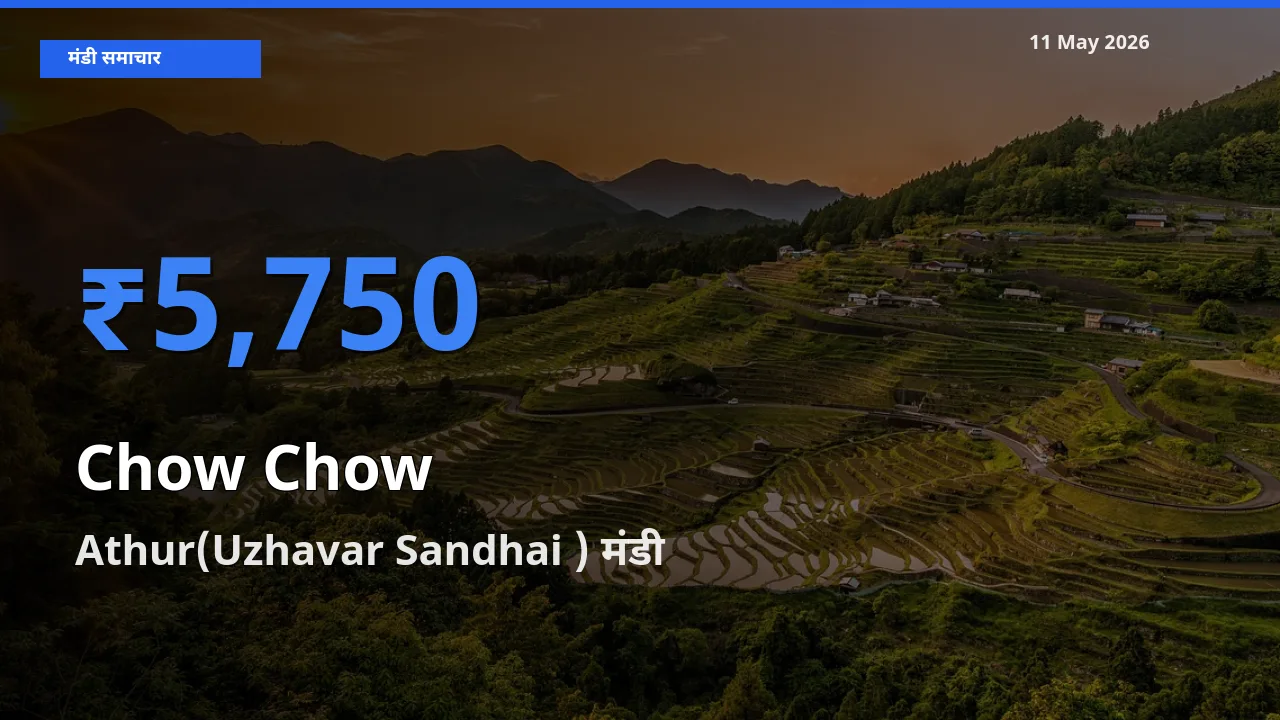11 May अपडेट: चाउ चाउ के सबसे ऊँचे दाम Athur(Uzhavar Sandhai ) मंडी में