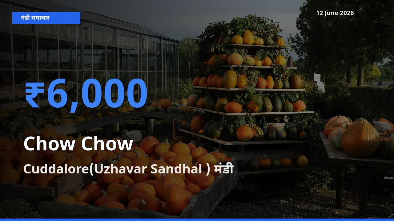 आज चाउ चाउ के सबसे ऊँचे दाम ₹6,000 Cuddalore(Uzhavar Sandhai ) मंडी में
