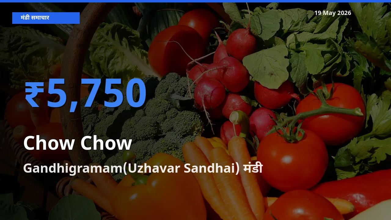 आज चाउ चाउ के सबसे ऊँचे दाम ₹5,750 Gandhigramam(Uzhavar Sandhai) मंडी में