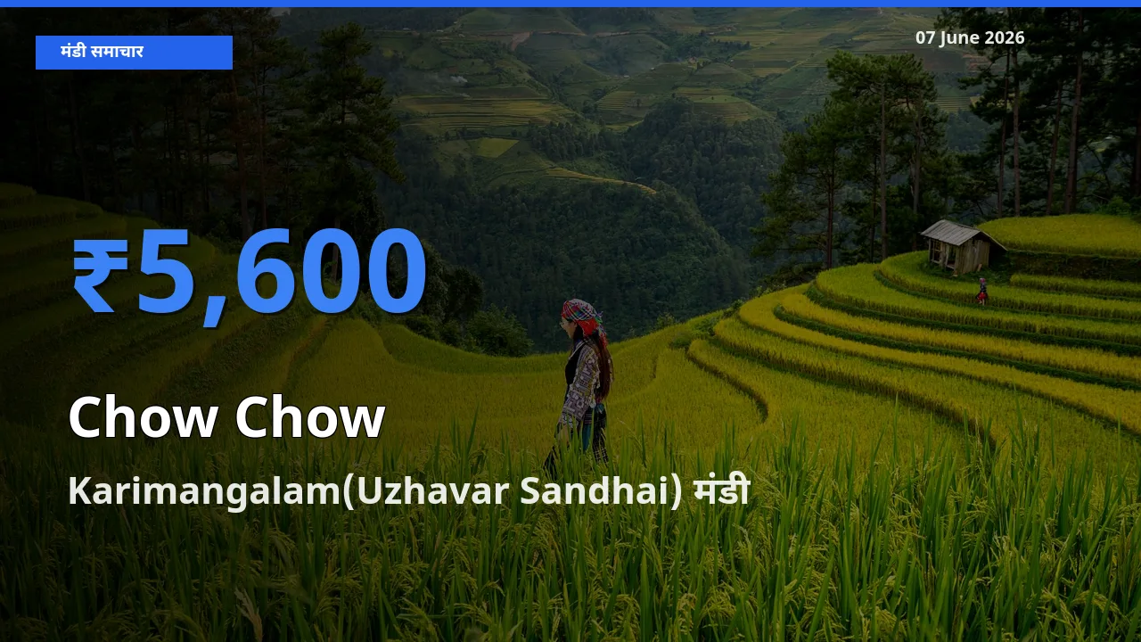 Karimangalam(Uzhavar Sandhai) में चाउ चाउ का आज सबसे ऊँचा भाव