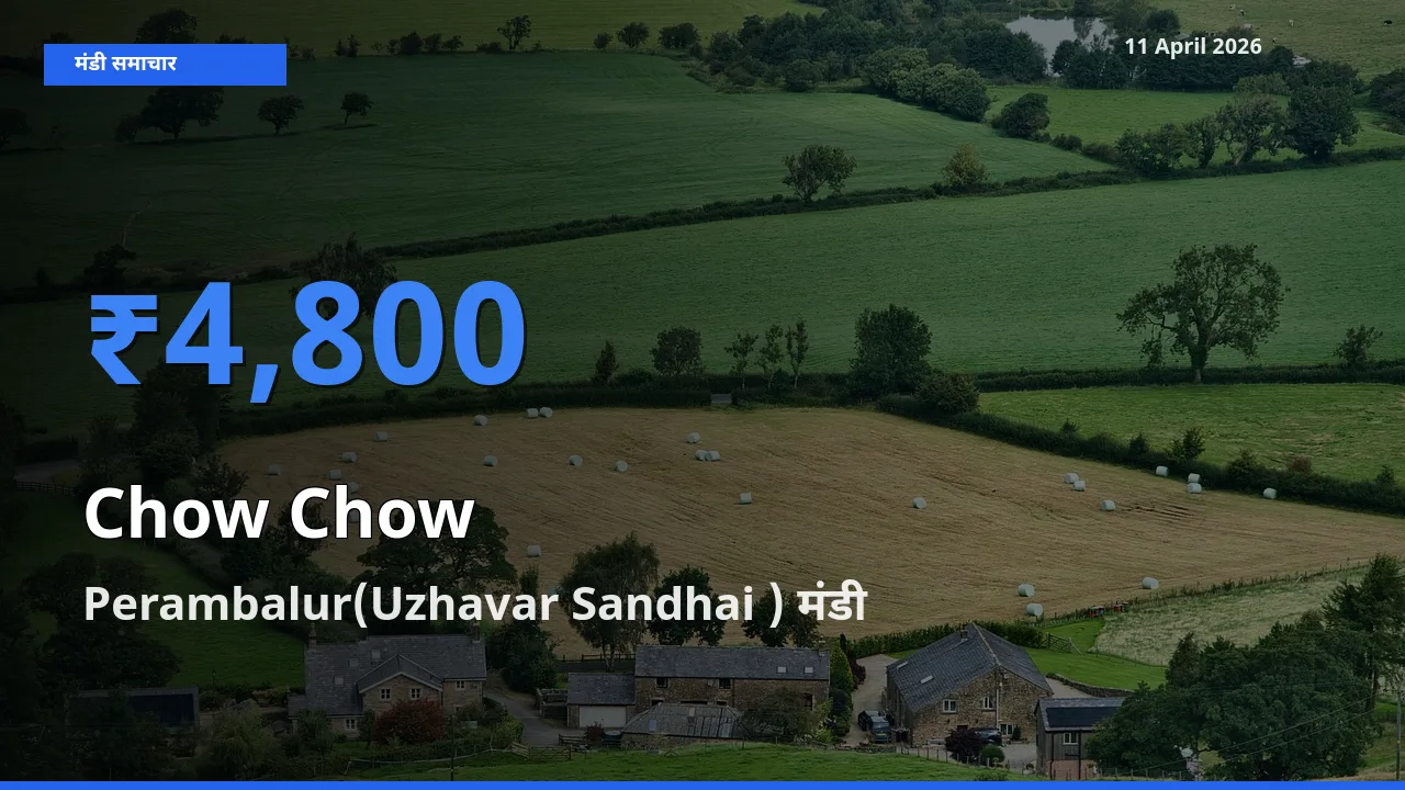 11 April अपडेट: चाउ चाउ के सबसे ऊँचे दाम Perambalur(Uzhavar Sandhai ) मंडी में