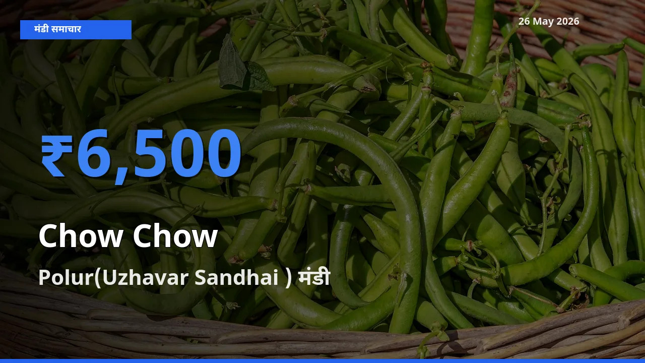 Polur(Uzhavar Sandhai ) मंडी में आज चाउ चाउ के सबसे ऊँचे दाम दर्ज