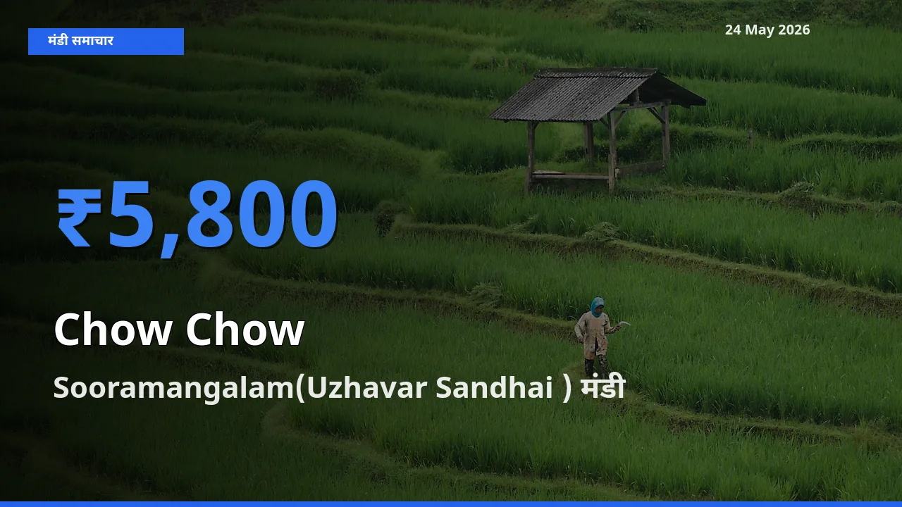 बाज़ार संकेत: Sooramangalam(Uzhavar Sandhai ) बना चाउ चाउ के लिए आज की टॉप मंडी