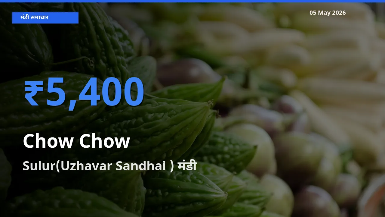 आज चाउ चाउ के सबसे ज़्यादा दाम Sulur(Uzhavar Sandhai ) मंडी में दर्ज