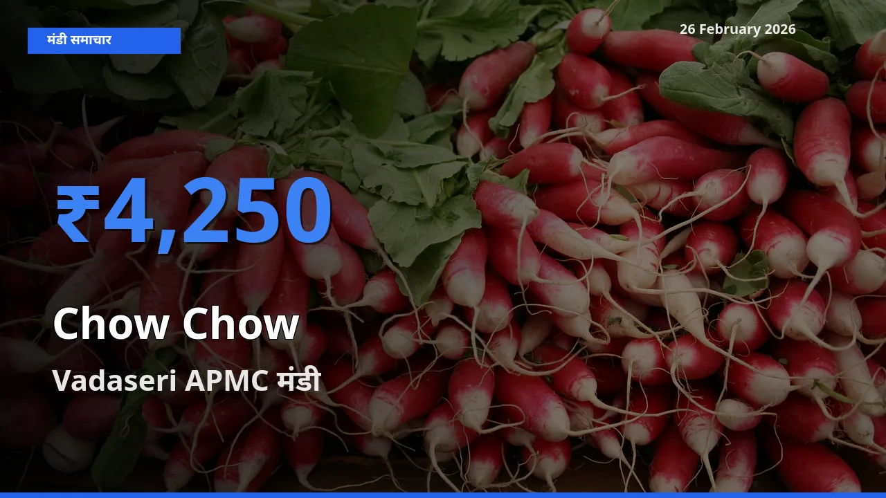 आज का मंडी भाव: Chow Chow के सबसे ज़्यादा दाम Vadaseri APMC में