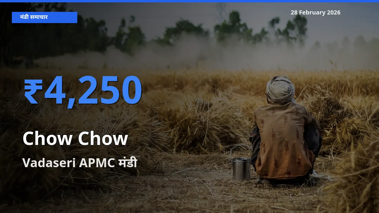 बाज़ार संकेत: Vadaseri APMC बना Chow Chow के लिए आज की टॉप मंडी